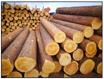 ����ľ������ľ�����ă�������